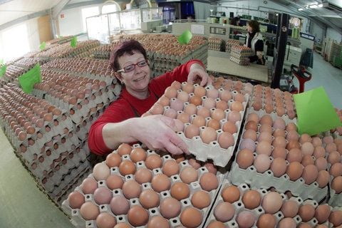 Hühnereier werden von Manuela Wohlrab vom Bio-Geflügelhof Deersheim GmbH in Osterwieck (Landkreis Harz) verpackt. (FOTO: ARCHIV/DPA)