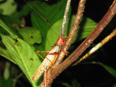 Eine Zikade im Regenwald von Brunei. (FOTO:DPA)