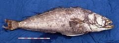 Mit einem Schwarzen Seehecht (Foto) ist grönländischen Fischern ein ganz besonderer Fang ins Netz gegangen. Dem Tier ist es scheinbar gelungen, von seiner Heimat in der Antarktis bis zur Arktis, also quasi ans andere Ende der Erde zu schwimmen, berichten dänische und norwegische Wissenschaftler im Fachblatt "Nature" vom Mittwoch (05.02.2003). Der 1,80 m lange und 70 Kilogramm schwere Fisch wurde im November 2000 an der Westküste Grönlands aus dem Wasser gezogen. Da die Fischer die Art nicht kannten, entschieden sie, das Tier einzufrieren. Bei der späteren Untersuchung identifizierten Wissenschaftler von der Universität Kopenhagen das Tier als Schwarzen Seehecht. (Foto: dpa)