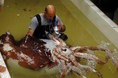 Der Koloss-Kalmar aus derTiefsee wird untersucht. (Foto: dpa)
