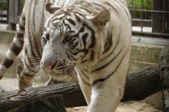 Der erste und einzige weiße Tiger in Ostdeutschland ist jetzt im Zoo in Aschersleben zu Hause. Das knapp ein Jahr alte Tigermädchenhat blaue Augen, wiegt 104 Kilo und stammt aus Frankreich. (MZ-Foto: Frank Gehrmann)