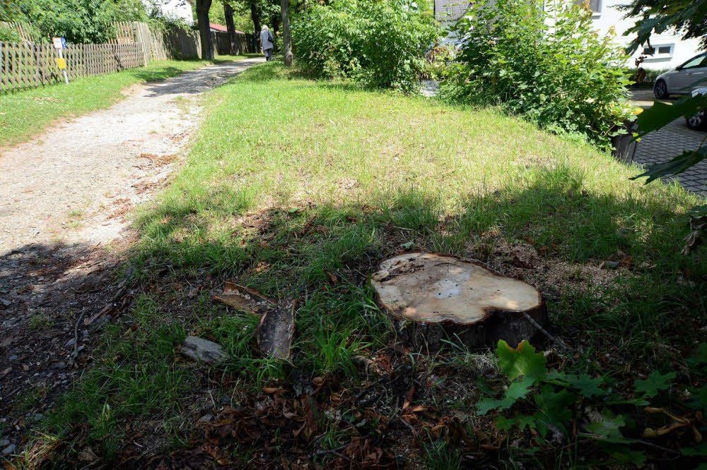 Die Baumstümpfe erinnern noch daran, wo in der Dr.-Flöricke-Promenade die Kastanien gefällt wurden.