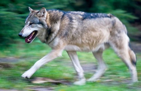 Wolf