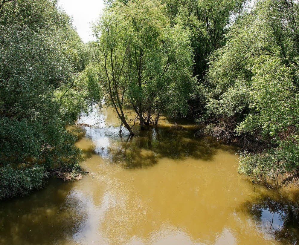 Der Mittelkanal ist zum Teil zugewuchert. Das beeinträchtigt den Zu- und Abfluss des Wassers.