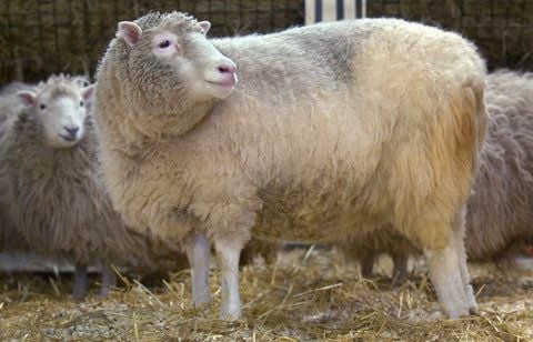 Vier Diebe und 14 geklaute Schafe in einem normalen Personenwagen - das konnte nicht gut gehen. (FOTO: DPA)