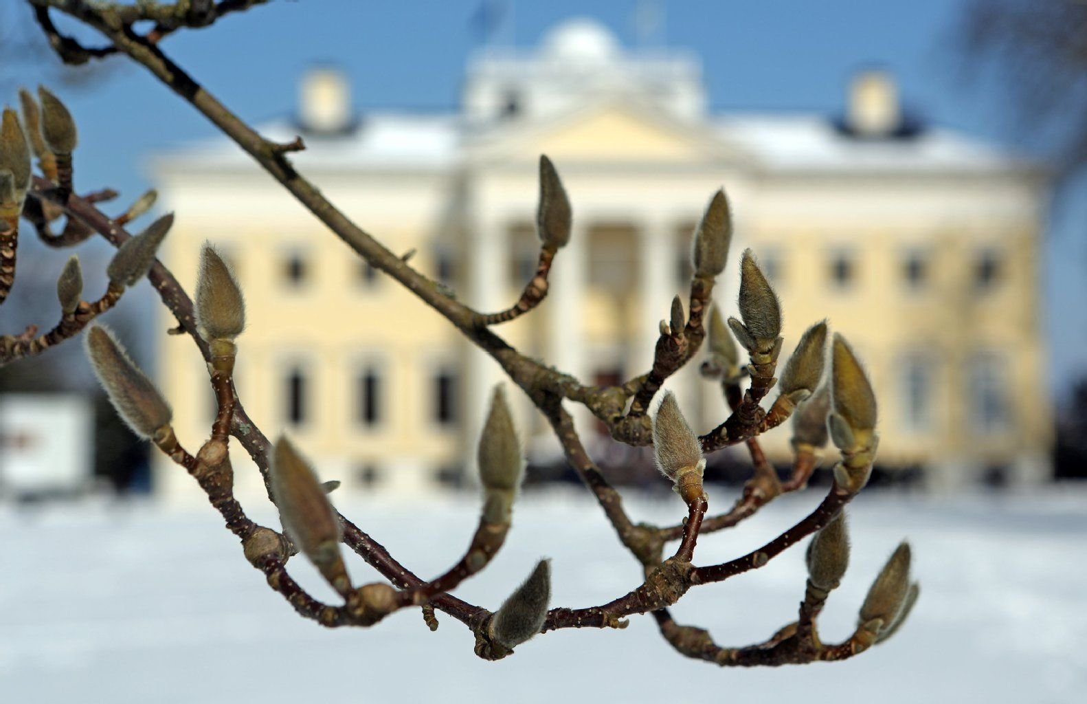 Eine knospende Magnolie steht vor dem Schloss im verschneiten Park Wörlitz
