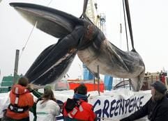 Ein toter Finnwal wird am Mittwoch (18. Januar 2006) in Rostock mit einem Kran aus dem Wasser geholt und auf einen Tieflader gehoben. (Foto: dpa)
