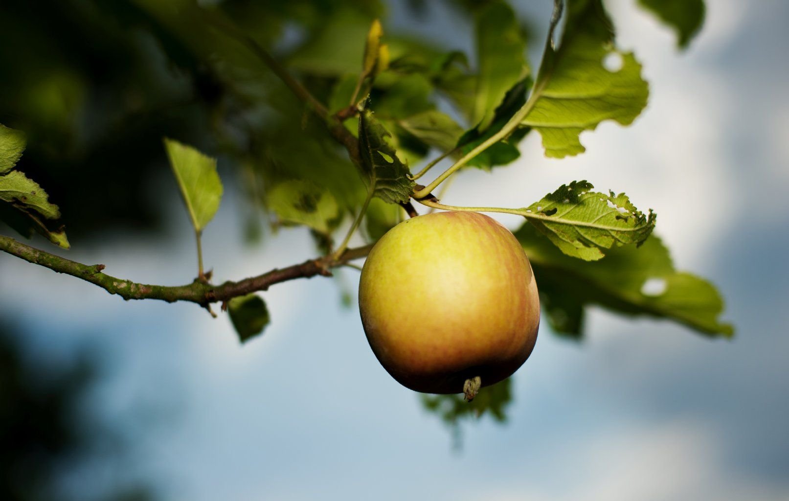 Äpfel hängen an einem Baum.