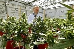 In der nordostspanischen Metropole Barcelonakönnen bestimmte Patienten Cannabis künftig legal in der Apothekeerwerben. Canabis wird als Heilmittel zum Beispiel bei Multipler Sklerose, Übelkeit als Folge einer Chemotherapie oder chronischen Nervenschmerzen eingesetzt. (Foto: dpa)