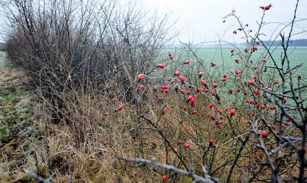Sieht selbst im Winter gut aus und schützt vor Bodenerosion: Hecke am Feldrand zwischen Wiesigk und Zörnigall-Siedlung