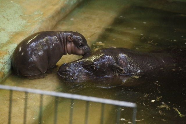 Zwergflusspferd-Mädchen Inola liebkost Mutterkuh Samantha