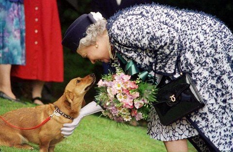 Die britische Königin Elizabeth II. streichelt einen ihrer Corgi-Hunde (FOTO: DPA)