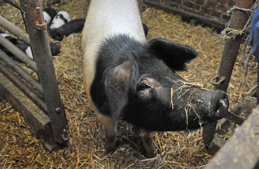 Das Sattelschwein ist eine seltene Schweinerasse.