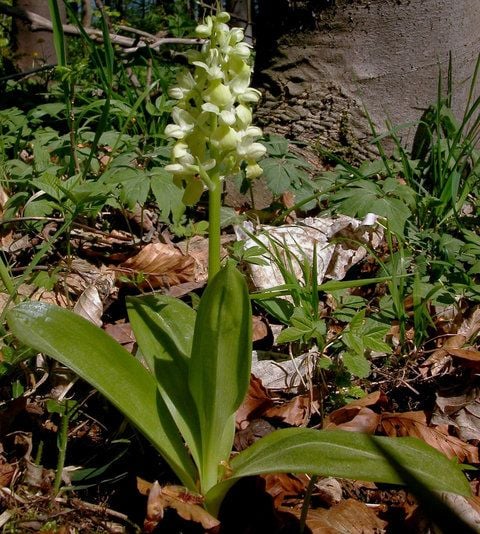 Die «Orchidee des Jahres 2012», das Bleiche Knabenkraut (Orchis pallens). (FOTO: DPA)