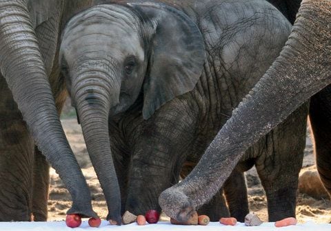 Laut Hannibal-Experte Pedro Barceló hat kein Elefant den Gang über die Alpen überlebt. (FOTO: ARCHIV/DPA)