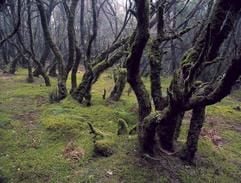 Der Nationalpark rund um den Garajonay gehört seit 1986 zum Unesco-Weltnaturerbe. (Foto: dpa)