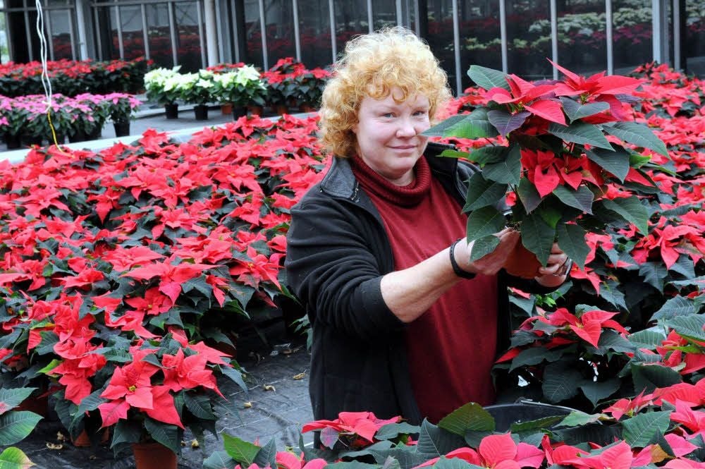 In einem Meer aus Blumen: Die Gärtnerin Karsta Löbel steht inmitten roter Weihnachtssterne im Gewächshaus in Hettstedt.