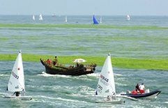 Eine massive Algen-Plage vor der Küste von Quingdao bedrohen die Segelwettbewerbe der Olympischen Spiele in Peking. (Foto: dpa)