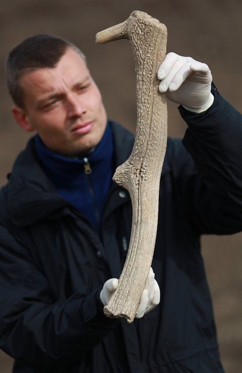 Eine Axt aus einem Hirschgeweih hält Torsten Wagner, Grabungsleiter des Landesamtes für Denkmalpflege und Archäologie Sachsen-Anhalts in Haldensleben (Bördekreis) in der Hand. (FOTO: DPA)