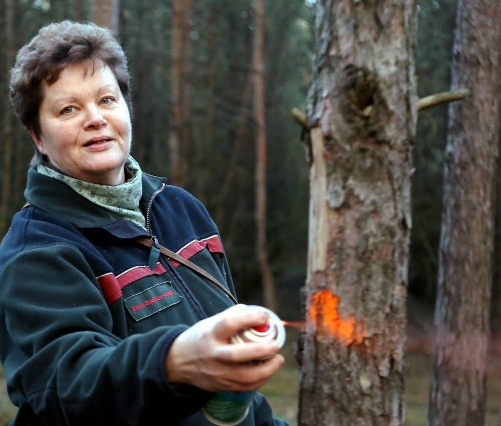 Auf den Tag genau vor 30 Jahren nahm Revierförsterin Heike Hinz ihre Arbeit in Annaburg auf. Hier kennzeichnet sie in einem Wald bei Gadegast Kiefern, die gefällt werden sollen.