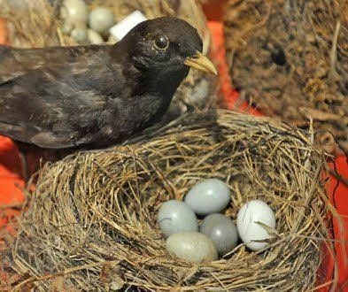 Ein Vogelnest im Informationszentrum "Haus am See".