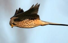 Der Turmfalke (Falco tinnunculus) ist zum «Vogel des Jahres 2007» gekürt worden. (Foto: dpa)