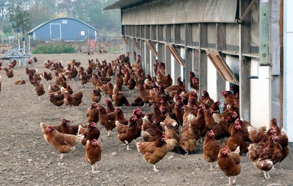 Ökologische Hühnerhaltung wie bei Stechers heißt, den Tieren viel Platz sowie ständigen Zugang zum Freiland zu gewähren und sie mit ökologisch angebautem Futter zu versorgen. Der Lohn sind gesunde Hühner und Bio-Eier.