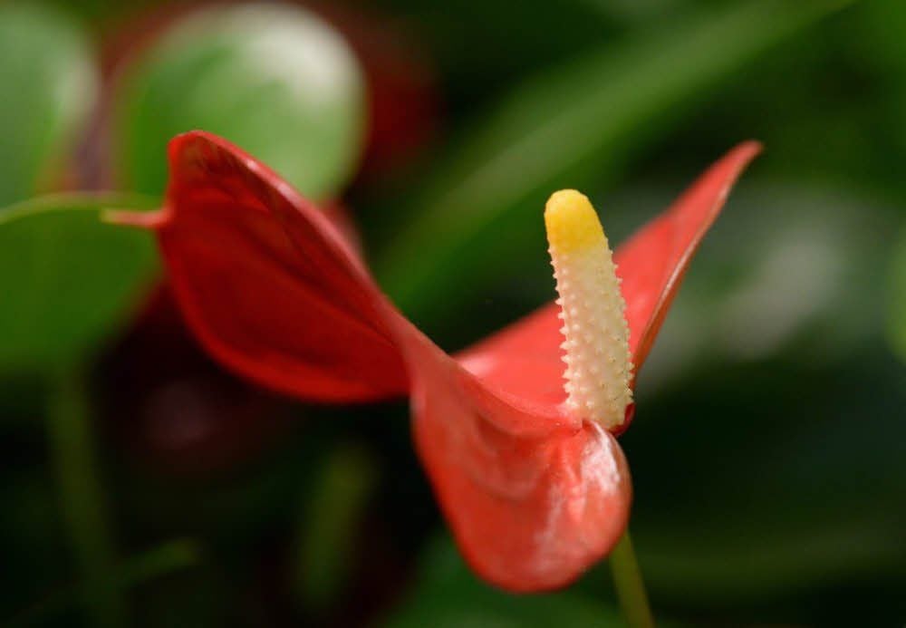Die Anthurie bildet intensiv leuchtende Blüten aus.