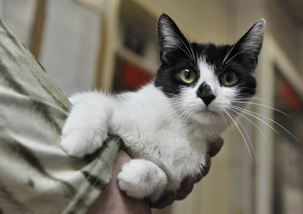 In Derwitz ist eine Katze nach einem lauten Knall verstorben.