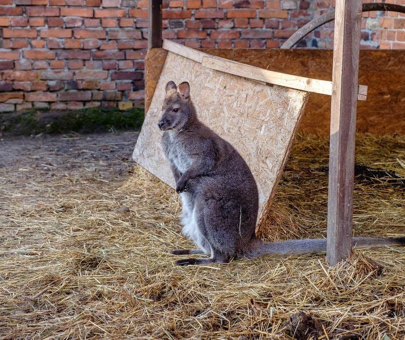 Lediglich gegenüber dem Känguru hegt sie Respekt.