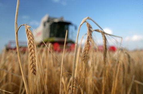 Ähren von Sommergerste wachsen auf einem landwirtschaftlichen Feld bei Athensleben (Salzlandkreis). Ackerflächen in Ostdeutschland sind gefragt wie noch nie. (ARCHIVFOTO: DPA)