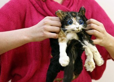 Eine Handtasche aus den Kadavern einer Katze und eines Hundes der niederländischen Künstlerin Tinkebell (Katinka Simonse) wird bei einer Kunstausstellung in Rotterdam gezeigt. (FOTO: DPA)