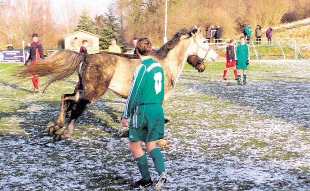 Tierische Hooligans in Kröllwitz