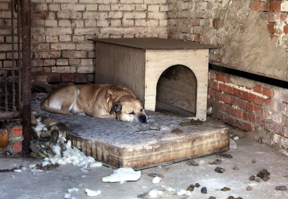 Hund Otto schläft auf einer verdreckten Matratze.