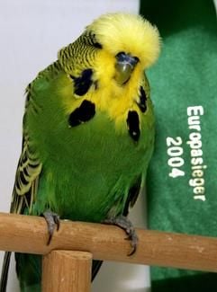 Europas Schönheitskönig unter den Wellensittichen sitzt am Samstag (18.09.2004) in der Karlsruher Schwarzwaldhalle in einem Käfig. Das männliche Tier mit der Farbe dunkelgrün setzte sich am Samstag (18.09.2004) beim 20. Europachampionat gegen die Konkurrenz durch. Der Züchter Jo Mannes aus Freiburg konnte damit bereits zum 15. Mal den Wettbewerb für sich entscheiden. (Foto: dpa)
