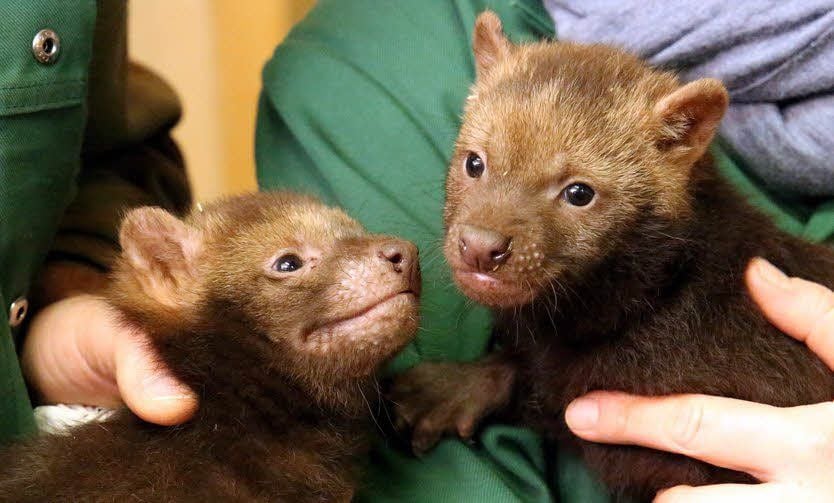Die beiden Waldhunde sind gerade einmal sieben Wochen alt und in der Öffentlichkeit noch etwas schüchtern.