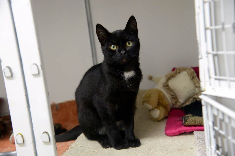 Ein kleiner schwarzer Kater wartet im Zeitzer Tierheim darauf, dass sich seine Menschen melden und ihn nach Hause holen.