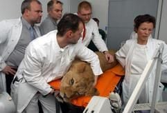 In der Universitäts-Kleintierklinik Leipzig wertet am Mittwoch (08.01.2003) die Augenspezialistin Andrea Steinmetz (r) Untersuchungsergebnisse von einer narkotisierten, an Grauem Star erkrankten Angola-Löwin aus dem Leipziger Zoo mit dem Direktor der Klinik, Gerhard Oechtering, Tierarzt Albrecht Wilsdorf, dem Zootierarzt Klaus Eulenberger und Zoodirektor Jörg Junhold (v.r.n.l.) am Elektroretinografen aus. Die 21 Monate alte Raubkatze war im Oktober mit einem drei Monate jüngeren männlichen Tier aus dem Zoo in Lissabon nach Leipzig gekommen. Das Pärchen der vom Aussterben bedrohten Angola-Löwen soll im Leipziger Zoo für die Nachzucht genutzt werden. (Foto: dpa)