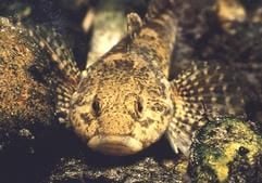 Die grau-braune Koppe ist Fisch des Jahres 2006 (Foto: dpa)
