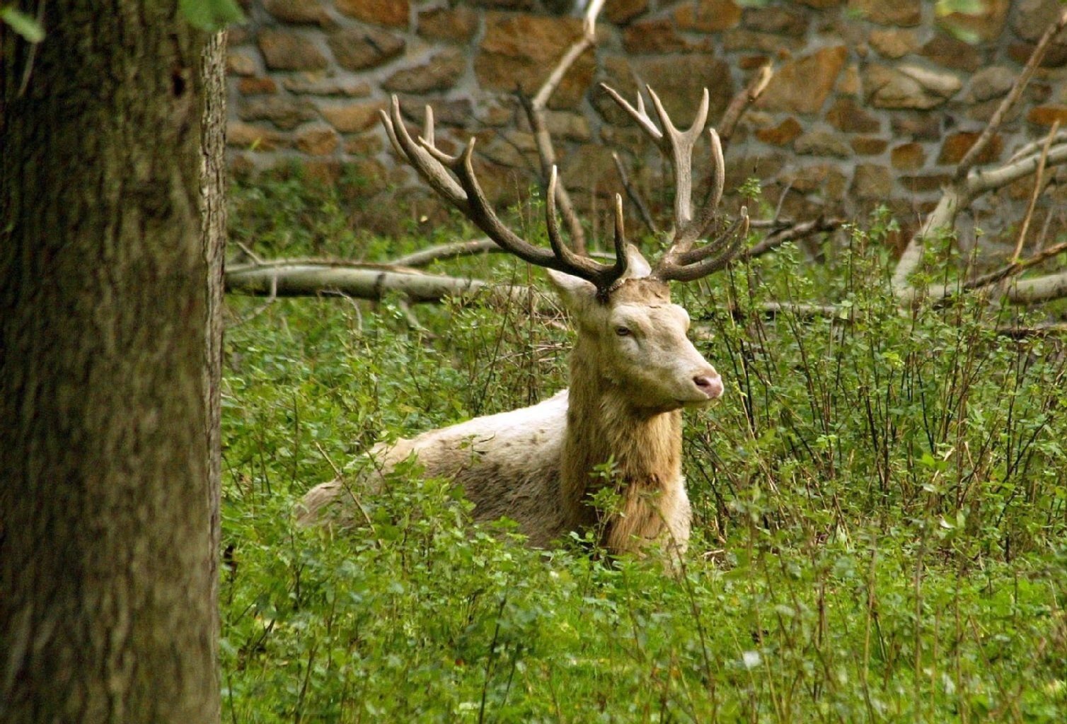 Die undatierte Aufnahme zeigt den im Moritzburger Wildgehege (Sachsen) getöteten weißen Hirsch.
