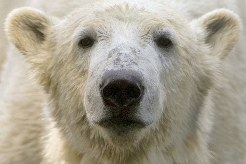 Eisbären sind vom Aussterben bedroht. (FOTO: DPA)