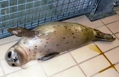 Das undatierte Handout zeigt Seehund «Hannes» in der niederlänischen Auffangstation Pieterburen. Die Auswilderung des aus dem Nordhorner Zoo ausgebüxten Seehundbabys «Hannes» entzweit zunehmend die Experten. Während die Auffangstation in Pieterburen (Niederlande), die das Tier gefangen hatte, von einer Genehmigung für die Freilassung ausgeht, regt sich bei Biologen Widerstand. Das Risiko, «Hannes» könnte Krankheiten auf andere Tiere übertragen, sei zu groß, sagte der niederländische Biologe Jaap Mulder am Donnerstag (09.09.2004). Die Station beruft sich dagegen auf positive Erfahrungen mit ausgewilderten Seehunden. (Foto: dpa)