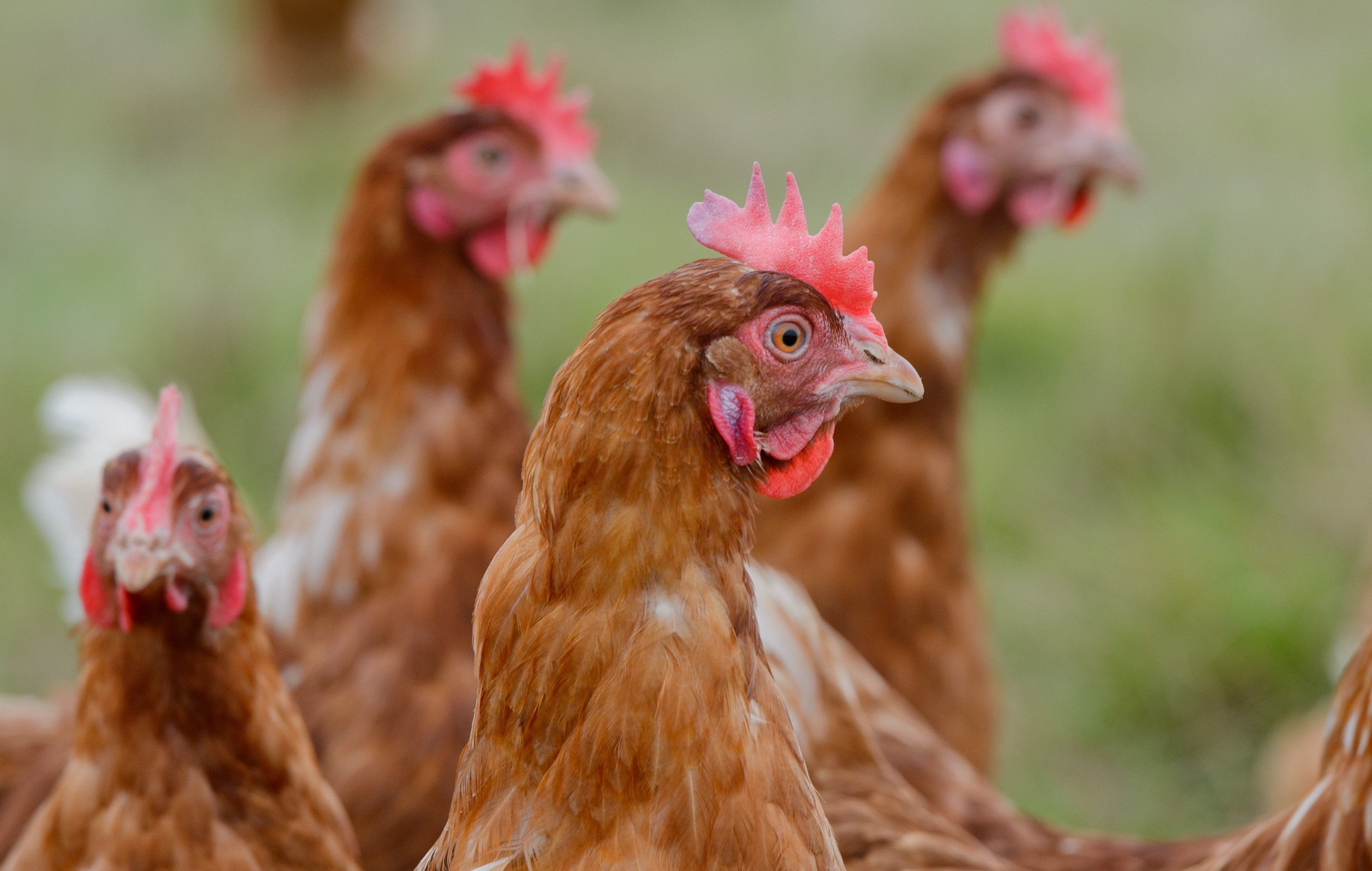 Für Aufregung und Skepsis sorgt in der Region derzeit die Nachricht, dass zwischen Brücken und Hackpfüffel eine Legehennenanlage mit 38.000 Tieren in Freilandhaltung gebaut werden soll.