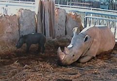 Das vom Zoopark Erfurt am Montag (15.01.2007) veröffentlichte Foto zeigt die Nashornkuh «Temba» mit ihrem Baby, das sie am selben Tag zur Welt gebracht hat. Eigentlich sollte die Geburt live im Internet übertragen werden. (Foto: dpa)