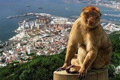 Ein Berberaffe von Gibraltar, der an der Bergstation der Seilbahn die Touristen empfängt. (Foto: dpa)
