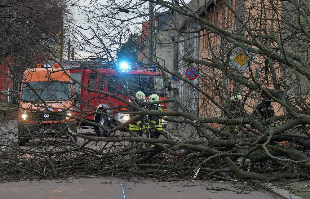 In der Ascherslebener Oberstraße musste die Feuerwehr diesen umgestürzten Baum von der Straße räumen.