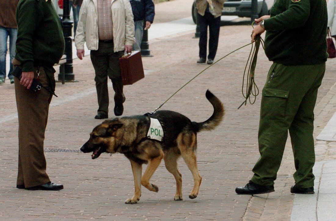 Fährtenhund der Polizei