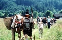 Wandern mit leichtem Gepäck - Haflinger-Pferde tragen bei geführten Touren entlang des Weissensees den Proviant. (Foto: dpa)