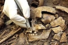 Einen herausnehmbaren Zahn aus einem «Grab von Eulau» (Burgenlandkreis) sucht der Anthropologe Christian Meyer (Universität Mainz) am Dienstag (17.01.2006) im Landesmuseum für Vorgeschichte in Halle (Saale). (Foto: dpa)