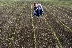In Grub bei München wird gentechnisch veränderter Mais für Versuchszwecke angebaut. (Foto: dpa)
